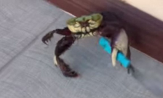 شاهد.. سرطان مسلح بسكين