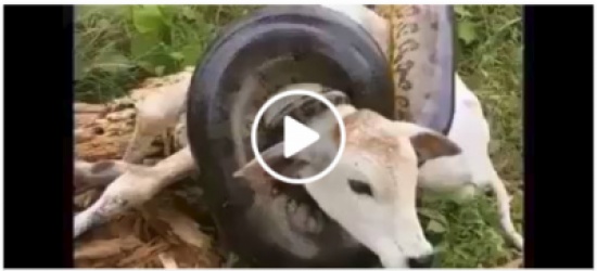 بالفيديو:لقطات مرعبة لأفعى ضخمة تنقض على بقرة صغيرة !!