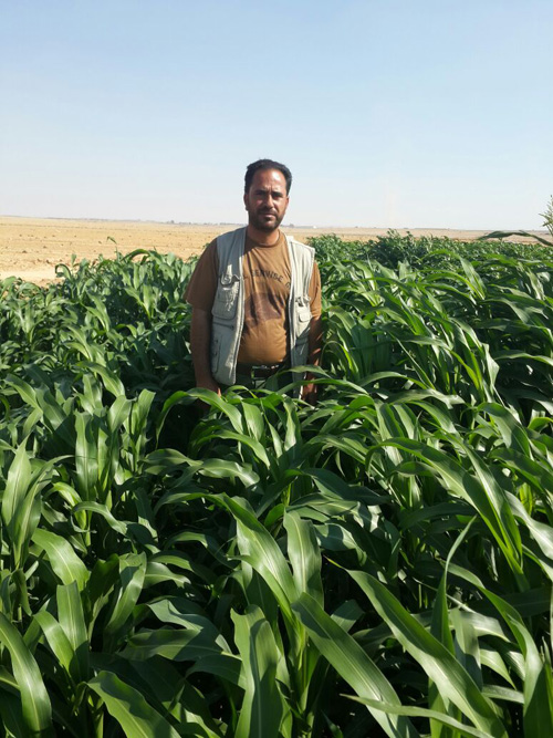 بالصور : وزارة المياه تنفذ مشروعا زراعيا لمساعدة فقراء الزعتري