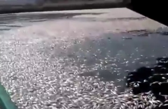 بالفيديو : نفوق ملايين الاسماك بسلطنة عمان