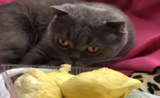 بالفيديو :قط يفقد وعيه بسبب رائحة فاكهة الدوريان