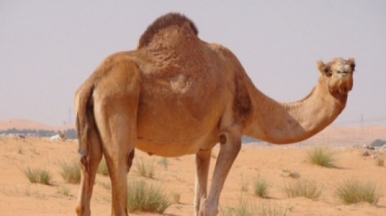 إطلاق نار على سعودي وابنه بسبب "ناقة مزيونة"