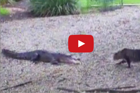 قط شجاع يهاجم تمساح ويرعبه