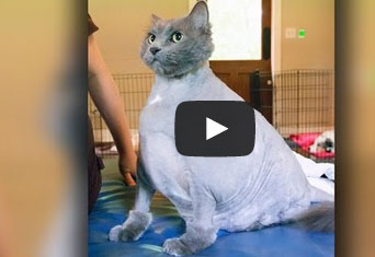 بالفيديو .. قطة عملاقة تخضع لنظام غذائي قاسٍ