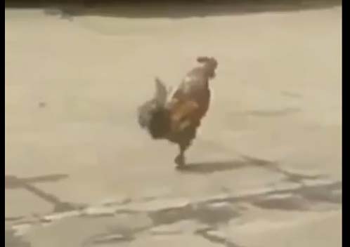 عرض عسكري مضحك