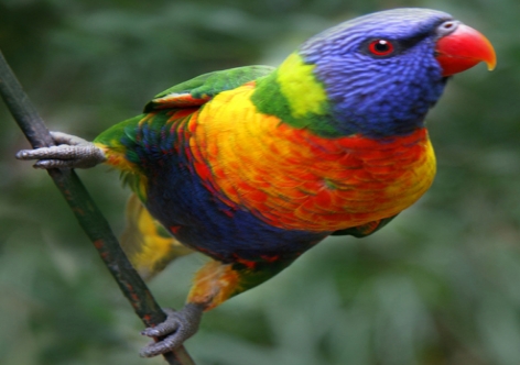 علاج نفسي لـ«ببغاء صيني» لشعوره بالإهمال