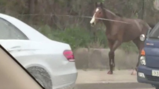 شاهد: مطاردة مثيرة لحصان هارب على طريق سريع بكوريا الجنوبية