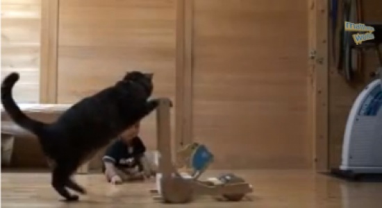 قط يعلم طفلا على المشي