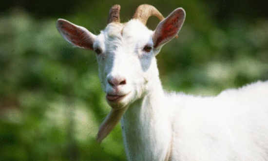 عنزة تتكلم الإنجليزية