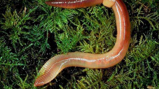 الديدان تساعد العلماء في مكافحة البدانة