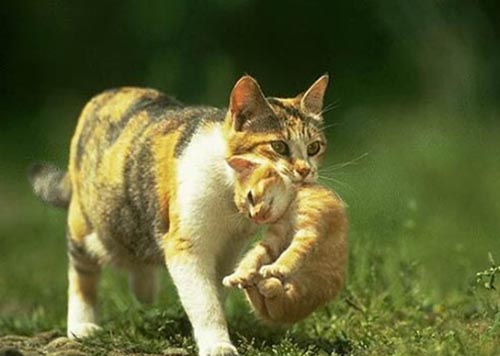 فيديو | مقطع مؤثر لقطة مات صغيرها فشاهد ماذا فعلت به