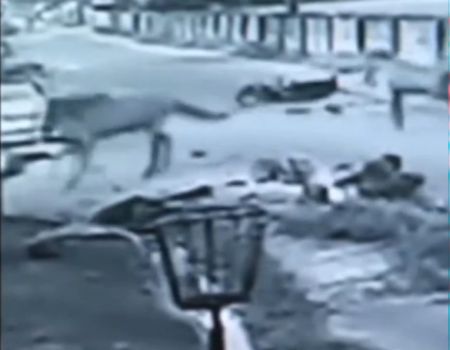 بالفيديو.. تصادم دراجتين ناريتين يتسبب في فزع 3 خيول وهروبها بالفيديو.. تصادم دراجتين ناريتين يتسبب في فزع 3 خيول وهروبها