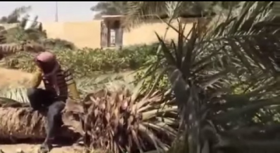 شاهد: ردة فعل عامل يتفاجئ من صاحب المزرعة بإزالة النخيل