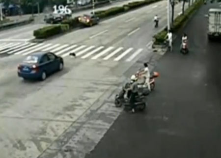 كلب يتسبب بحادث خطير