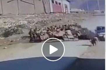 بالفيديو.. سيارة تدهس قطيعا من الماشية بالفيديو.. سيارة تدهس قطيعا من الماشية