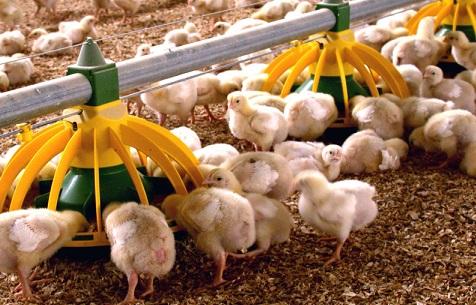 اتحاد الدواجن يدعو المربين تنظيف القنوات ومجاري مياه الامطار