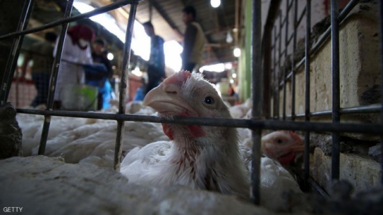 إنفلونزا الطيور تتفشى في النيجر