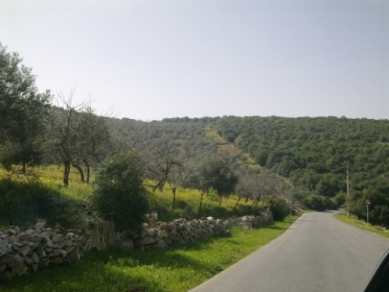 انطلاق فعاليات مخيم شبابي تطوعي في غابات برقش