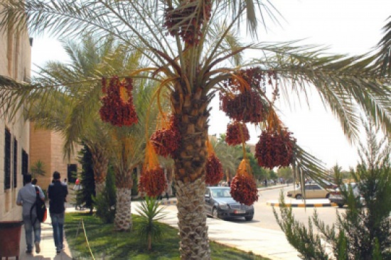 الجامعة الهاشمية ترفع البدل في القرية الطلابية من (35) ألف إلى (153) ألف دينار سنويا الجامعة الهاشمية ترفع البدل في القرية الطلابية من (35) ألف إلى (153) ألف دينار سنويا