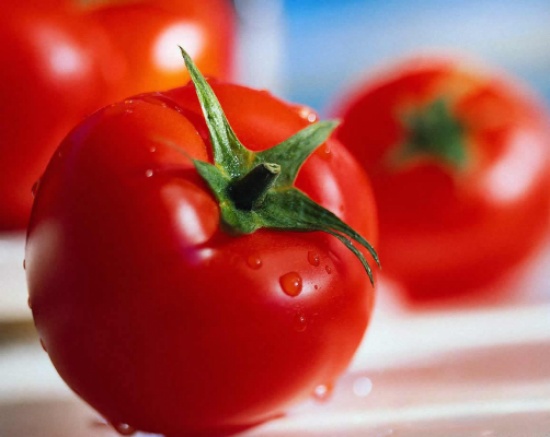 موجة الحر تقضي على محصول البندورة في المفرق موجة الحر تقضي على محصول البندورة في المفرق