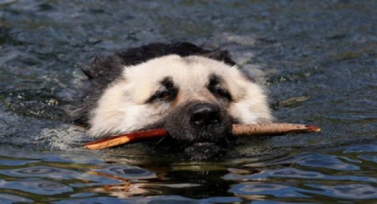 كلب يمتلك هذه الموهبة المدهشة (فيديو)