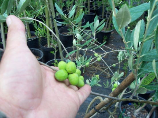 خلل هرموني يزيد من تساقط ثمار الزيتون بالكرك