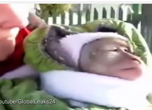 قرد  يمشي  لأول مرة في الثلج