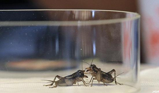 صور: مسابقة مصارعة الصراصير في الصين