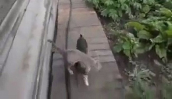 شاهد.. كلب يحمل على ظهره قطة