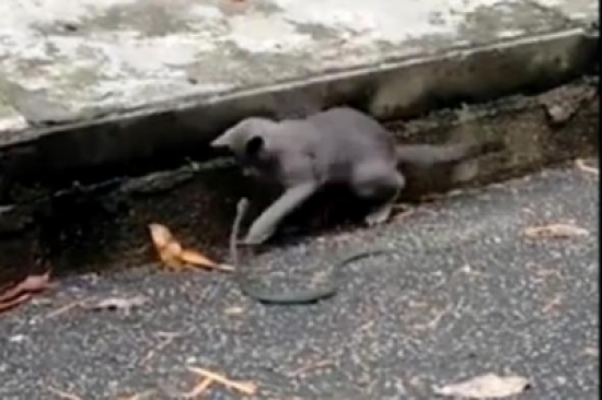 شاهد.. قطة شرسة تهاجم أفعى وتتغلب عليها