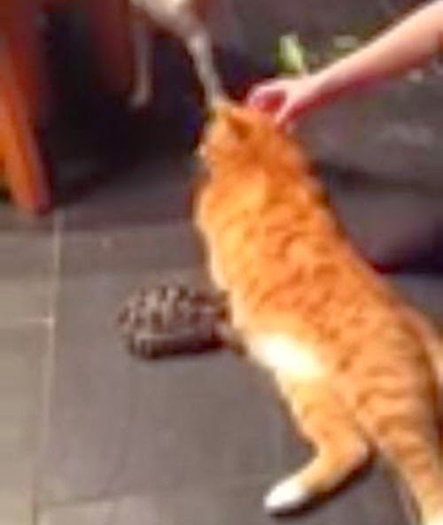 شاهد.. سلحفاة صغيرة تعتدي على قط