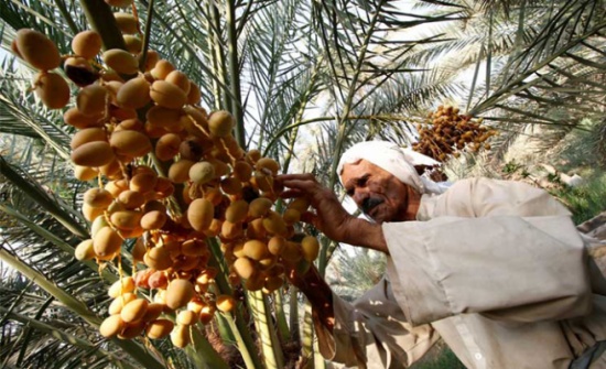 العراق يخطط لرفع عدد نخيل التمور إلى 40 مليون شجرة العراق يخطط لرفع عدد نخيل التمور إلى 40 مليون شجرة