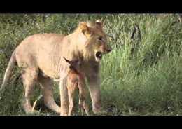 أسد يدافع عن عجل صغير ويحميه من بقيه الاسود بطريقه عجيبة