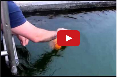 صداقة بين انسان وسمكة