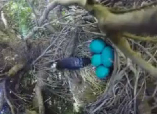 فيديو: طائر ترك عشه للحظات فكانت المفاجئة