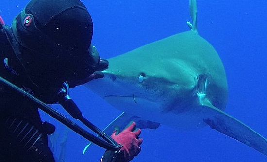 بالفيديو : لحظة انتزاع امرأة خطافا من فم سمكة قرش