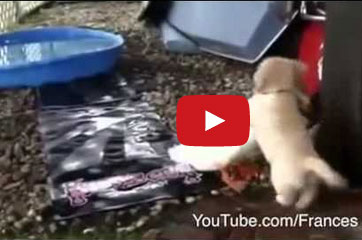 بطة تنقر كلبا وتطرحه أرضًا