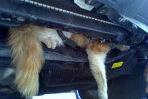 قطة تقطع اكثر من 60 كيلومترا تحت غطاء محرك سيارة