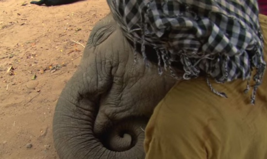 تهاليل ونوم عميق وشخير فيل