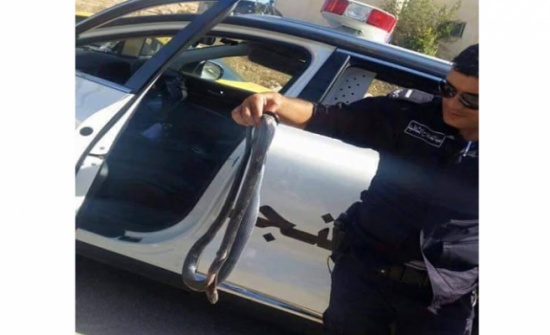 صور | شرطي يقتل أفعى طولها مترين في اربد