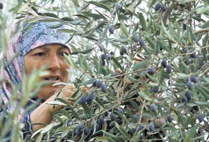 زراعة إربد تدعو لتأخير قطاف الزيتون