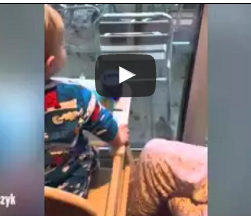 شاهد.. ماذا حدث لسنجاب حاول سرقة الطعام من طفل