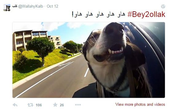 حساب لـ"كلب" على تويتر لديه 3 آلاف متابع ويغرد: "هاو هاو" " صور " حساب لـ"كلب" على تويتر لديه 3 آلاف متابع ويغرد: "هاو هاو" " صور "
