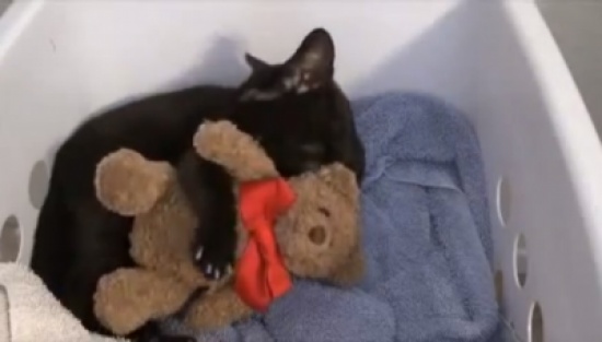 قط يحتضن دمية وهو نائم