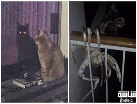 صور| أكثر صور مرعبة ممكن أن تشاهدها في حياتك صور| أكثر صور مرعبة ممكن أن تشاهدها في حياتك