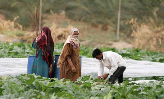مواطنون في الاغوار الوسطى يشكون انتشار البعوض