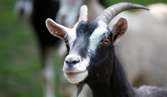 الماعز أذكى بكثير مما تبدو عليه !