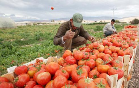 دورة تدريبية حول الممارسات الجيدة في الزراعة
