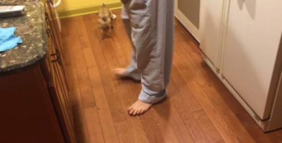 شاهدة.. لكلب يكره تناول الطعام بمفرده