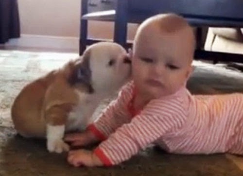 جرو يغرق طفلة رضيعة بالقبلات